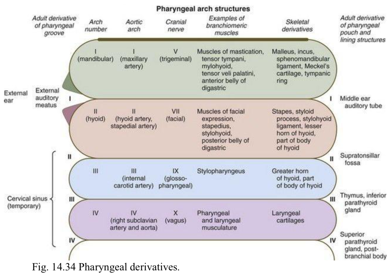 Embryology of the Pharyngeal Apparatus